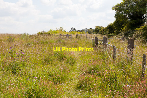 Photo 6"x4" Magdalen Hill Down Winchester c2011
