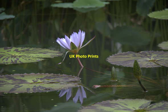 Photo 6"x4" Water Lily, Princess of Wales Conservatory, Kew Gardens Brentford c2011