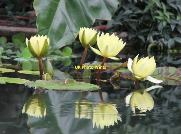 Photo 6"x4" Water Lilies, Princess of Wales Conservatory, Kew Gardens Brentford c2011