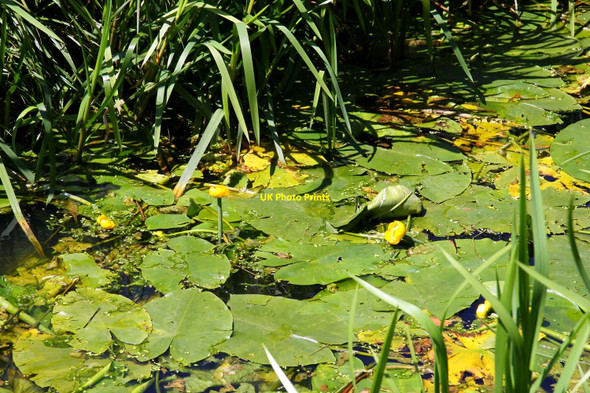 Photo 6"x4" Water lilies in the River Ray Ambrosden c2011