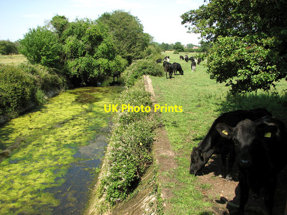 Photo 6"x4" Cattle grazing along the drainage channel in Marston Moor, Earsham Earsham c2011