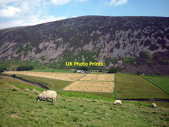 Photo 6"x4" Sheep in Mosedale Mosedale\/NY3532 c2011