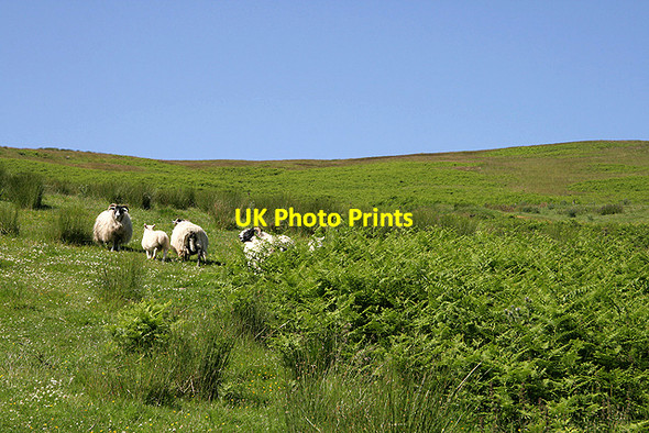 Photo 6"x4" Sheep at Greenknowe Sike Mowhaugh c2011