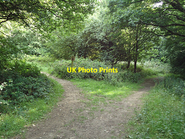 Photo 6"x4" Paths converge Chingford c2011