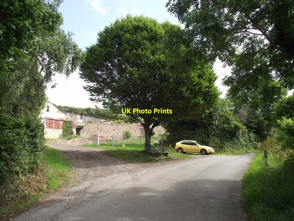 Photo 6"x4" Hornbeam tree Ash Hill\/SX9173 c2011