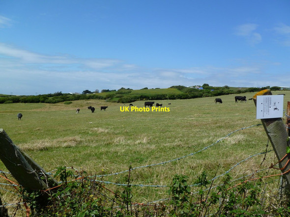 Photo 6"x4" Wyke Regis, cattle grazing Weymouth\/SY6779 c2011