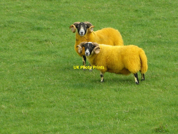 Photo 6"x4" Blackface Orange Sheep Straiton\/NS3804 c2008