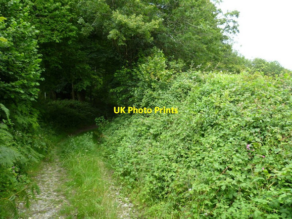 Photo 6"x4" Bridleway enters woodland near Pond Barn East Dean\/SU9013 c2011