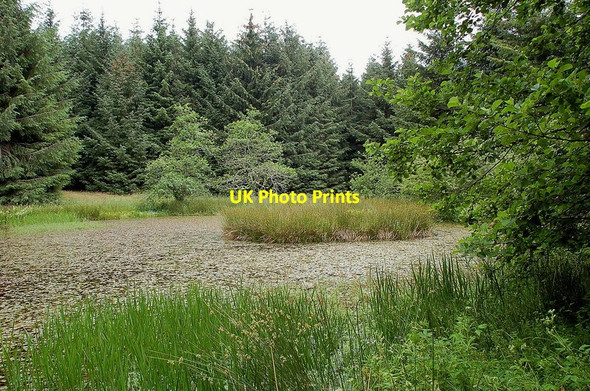 Photo 6"x4" Pond below Green Knowe Harehope\/NT2044 c2011