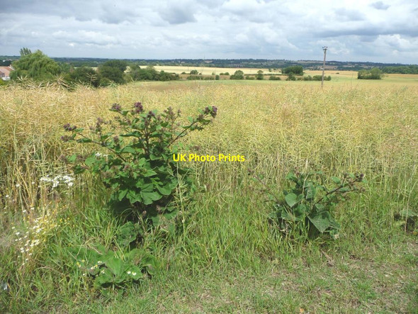 Photo 6"x4" Wildflowers at the edge of an oil seed rape field Badsworth c2011