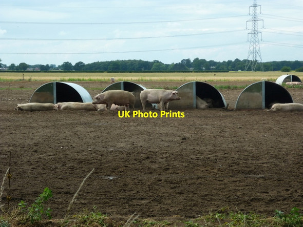 Photo 6"x4" Free range pigs near Full Sutton Full Sutton c2011