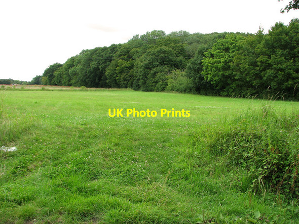 Photo 6"x4" Woodland by Carlton Green Saxmundham c2011