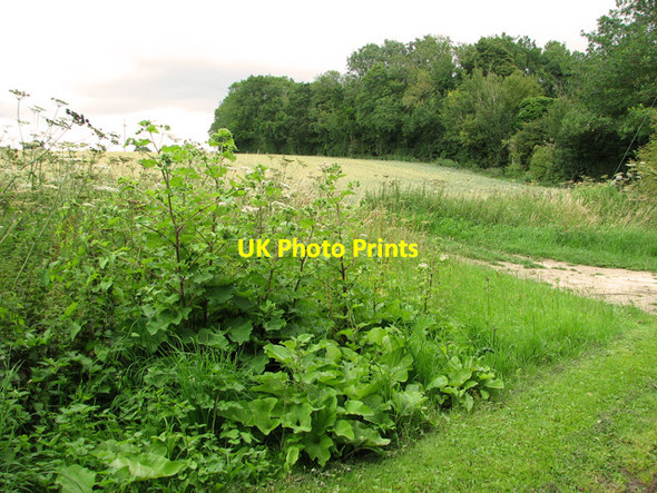 Photo 6"x4" Field and woodland, Carlton Green Saxmundham c2011