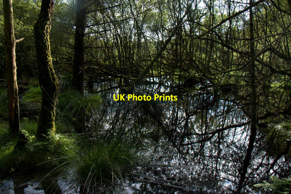 Photo 6"x4" Damp woodland at the east end of Hare Myre Muirton of Ardblair c2011