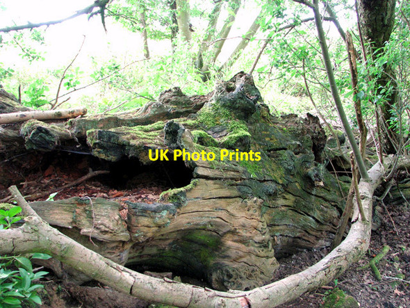 Photo 6"x4" Mossy tree trunk at edge of pond, Little Glemham Little Glemham c2011