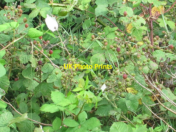 Photo 6"x4" Ripening berries Wanstead c2011