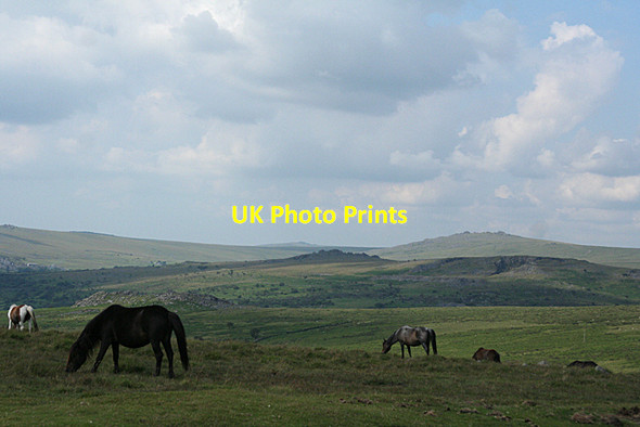 Photo 6"x4" Walkhampton: towards King's Tor Walkhampton c2011
