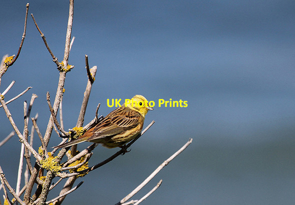 Photo 6"x4" A yellowhammer at Pease Bay Old Cambus c2011