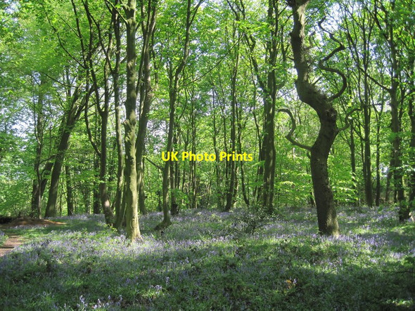 Photo 6"x4" Bluebells in the Woods Great Budworth c2011