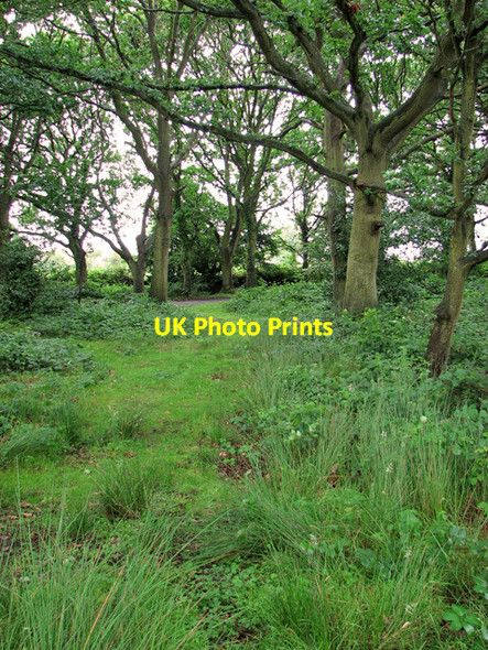 Photo 6"x4" Woodland on the edge of Little Broad, Burgh Common Newgate Corner c2011