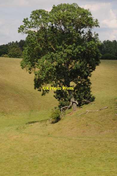Photo 6"x4" Tree on a ridge Murrell's End\/SO7430 c2011