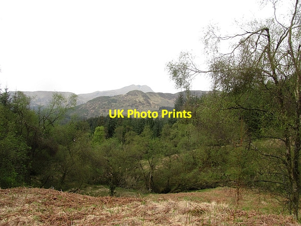 Photo 6"x4" Birch woods beside the Allt Tairbh Kinlochard c2011