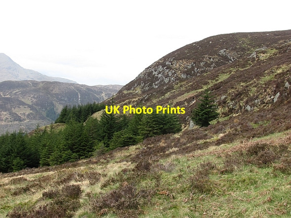 Photo 6"x4" Forest edge Kinlochard c2011