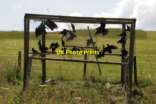 Photo 6"x4" A crow trap at Whitchesters Farm Branxholme c2011