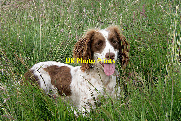 Photo 6"x4" Time for a breather Galashiels c2011
