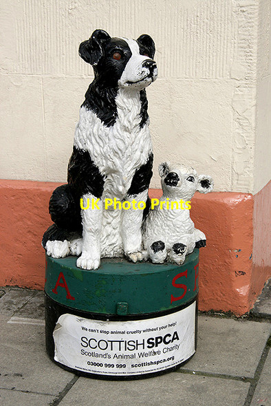 Photo 6"x4" A model charity sheep dog in Selkirk Selkirk c2011