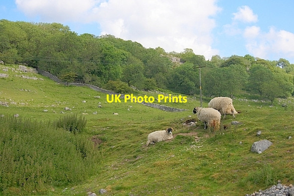 Photo 6"x4" Sheep on a Knoll, Brows Pasture Chapel-le-Dale c2011