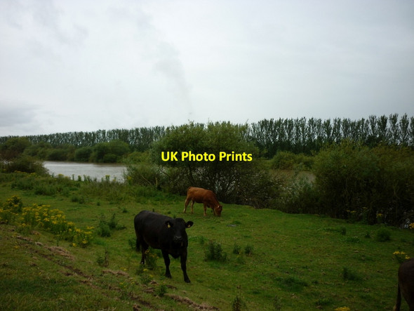 Photo 6"x4" The River Ouse near Hemingbrough Newhay\/SE6630 c2011