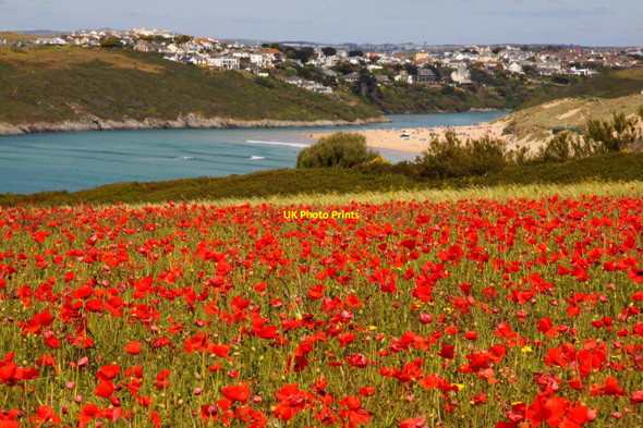 Photo 6"x4" Looking across a field of poppies towards Crantock Beach West Pentire c2011