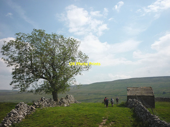 Photo 6"x4" Barn and tree on the Pennine Way near Kisdon Muker c2011