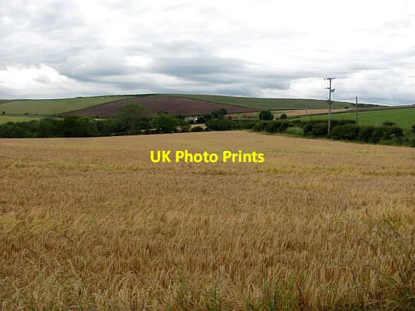 Photo 6"x4" Barley, Old Cambus Old Cambus c2011