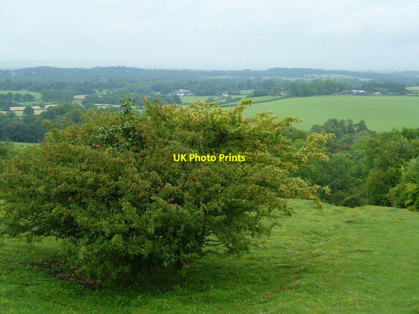 Photo 6"x4" Bush by footpath on Chantry Hill Sullington c2011