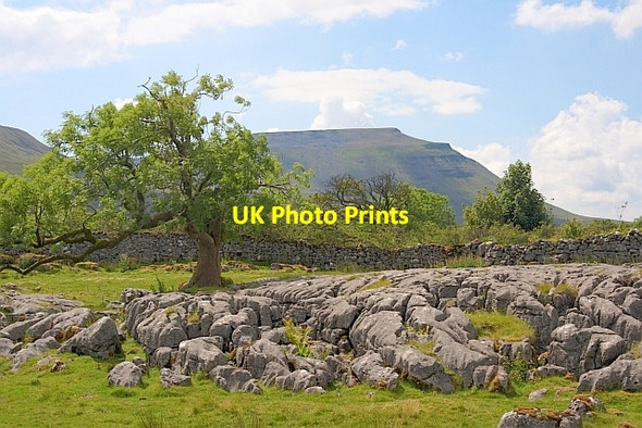 Photo 6"x4" Tree on Limestone Chapel-le-Dale c2011