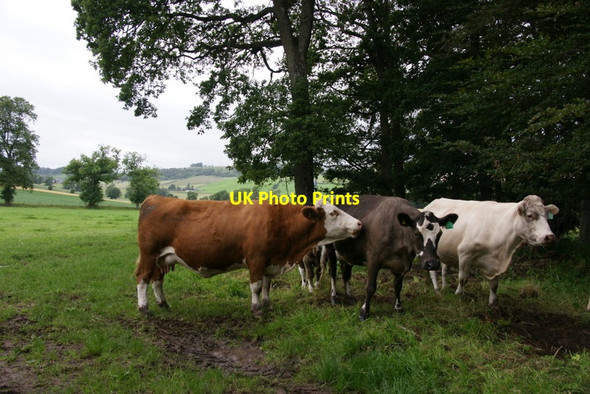 Photo 6"x4" Cattle near Spittalfield Caputh c2011