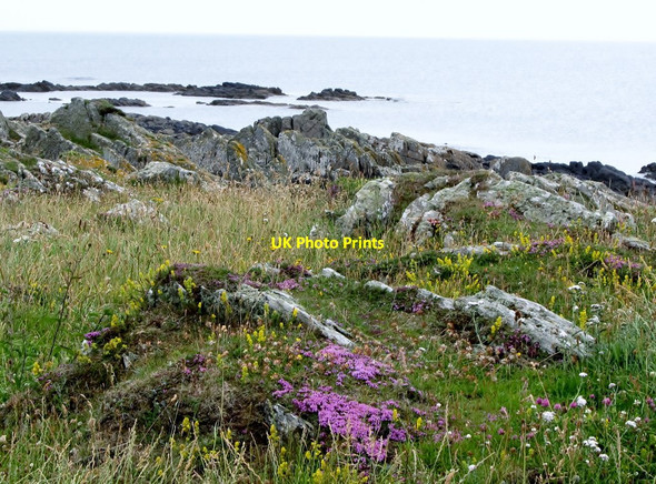 Photo 6"x4" Wild flowers on the rocky coastline of St John's Point Killough c2011