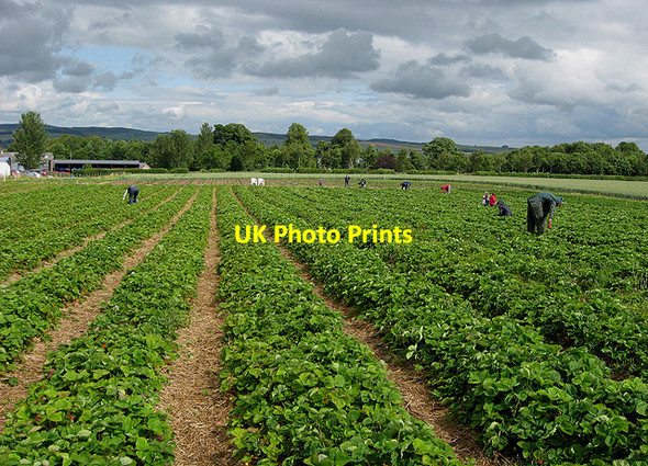 Photo 6"x4" Border Berries at Rutherford Farm Manorhill c2011