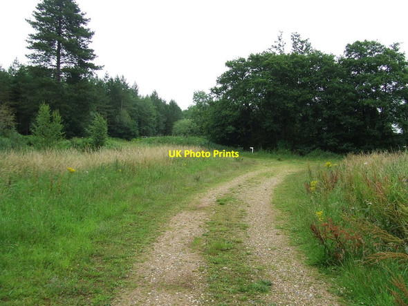 Photo 6"x4" Forest Track Junction Great Hockham c2011