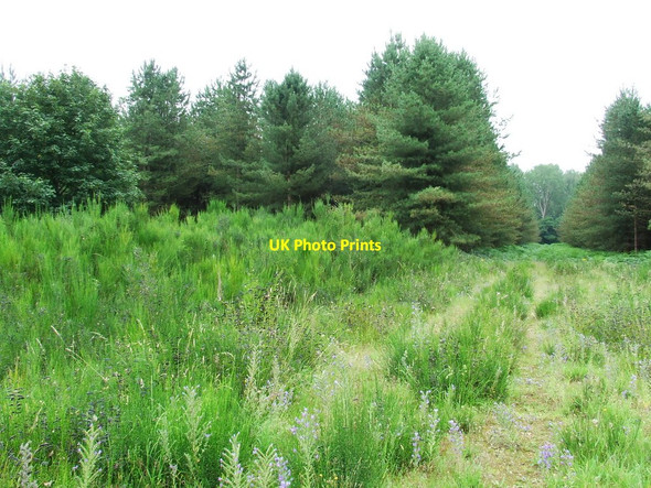 Photo 6"x4" Dense Forest Illington c2011