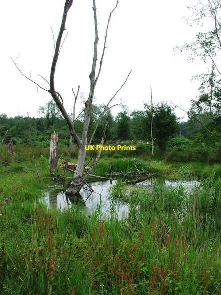 Photo 6"x4" Water Filled Pingos Great Hockham c2011 P1