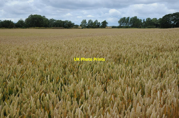 Photo 6"x4" Field of wheat beside River Isbourne Wormington c2011