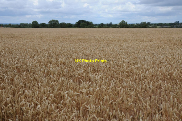 Photo 6"x4" Wheatfield at Toddington New Town\/SP0432 c2011
