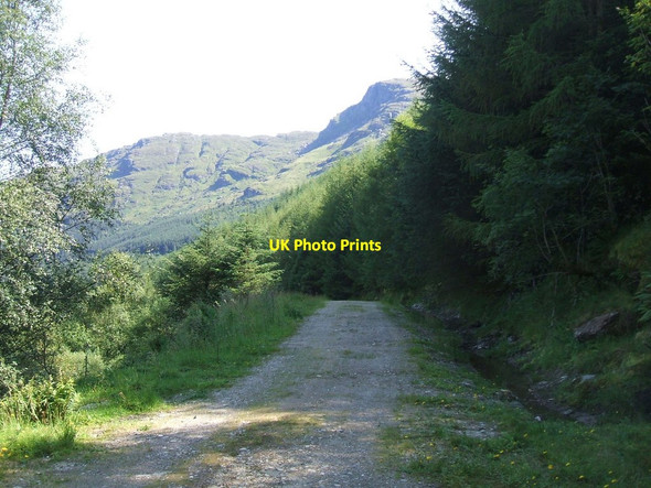Photo 6"x4" Forest track in Glen Croe High Glencroe c2011