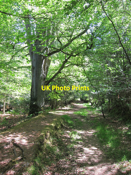 Photo 6"x4" Five Hundred Acre Wood Chuck Hatch c2011