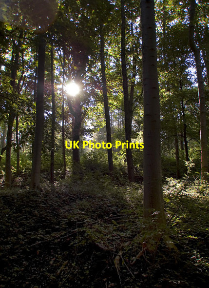 Photo 6"x4" Trees in Welton Dale Brantingham c2011