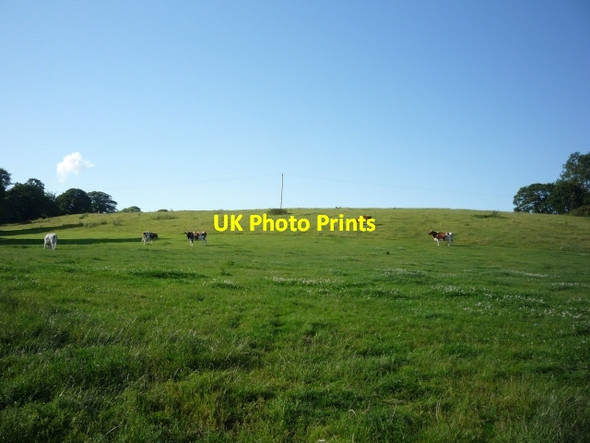 Photo 6"x4" Cows near The Willingtons Willington Corner c2011