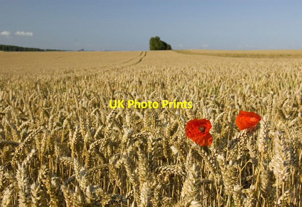Photo 6"x4" Poppies and wheat on Welton Wold Welton\/SE9627 c2011